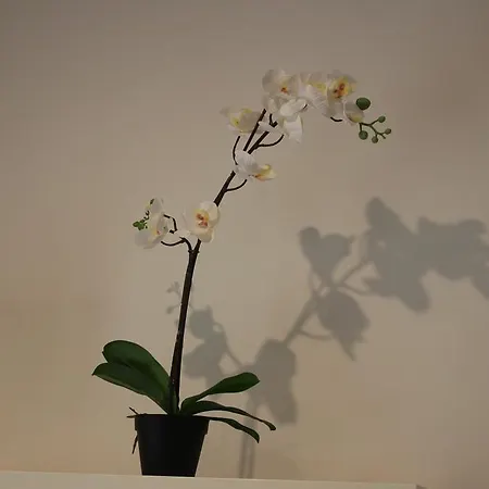 شقة Alessandra House